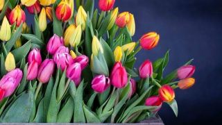sklepy kupi  tulipany warszawa Tulipan Farm & Flowers Shop Kwiaciarnia