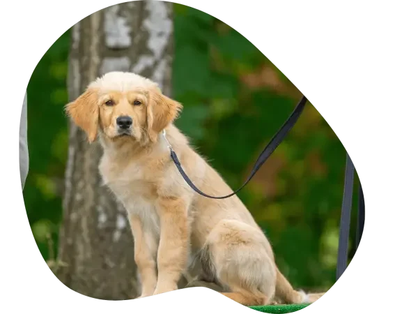 zaj cia tresury psow warszawa Psie ABC - szkoła dla psów, szkolenia psów, przedszkole dla szczeniąt