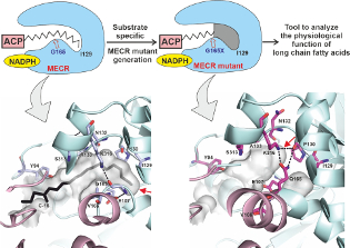 Engineered protein mutation allowed to partially block the MECR enzyme's fatty acid-binding cavity, enabling analysis of mitochondria-produced long-chain fatty acid function.