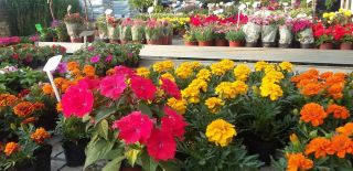 Byliny, kwiaty balkonowe i ogrodowe W naszej ofercie znajdą Państwo szeroki wybór ciekawych bylin, traw ozdobnych, kwiatów sezonowych i balkonowych - materiał najwyższej jakości od sprawdzonych szkólkarzy!