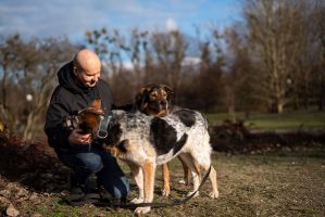 opiekun do psa warszawa Petsitter w Warszawie