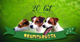 hodowcy psow warszawa Jack Russell Terrier hodowla DRAPICHRUST